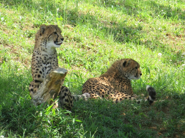 f:id:jerich:20190131235355j:plain