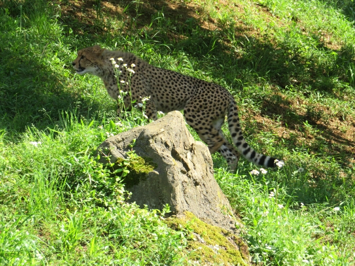 f:id:jerich:20190131235401j:plain