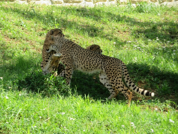 f:id:jerich:20190131235410j:plain