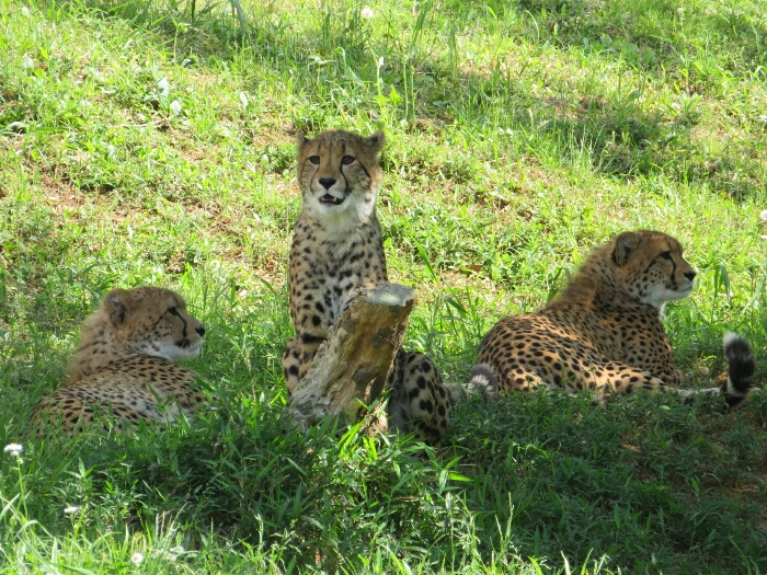 f:id:jerich:20190131235827j:plain