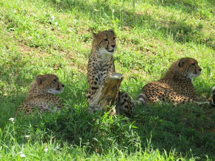 f:id:jerich:20190131235830j:plain