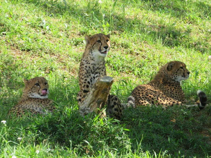 f:id:jerich:20190131235833j:plain