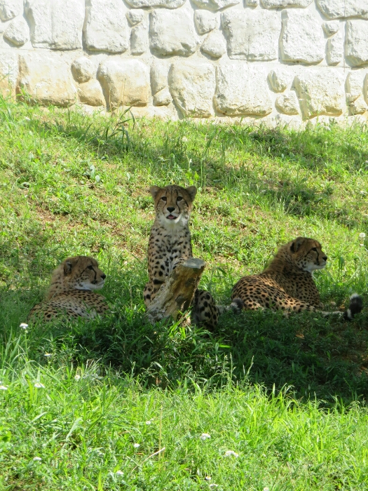 f:id:jerich:20190131235836j:plain