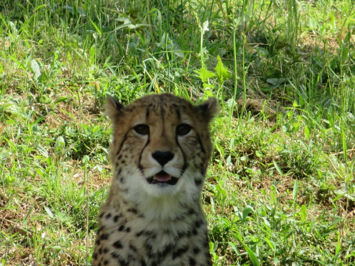 f:id:jerich:20190131235839j:plain