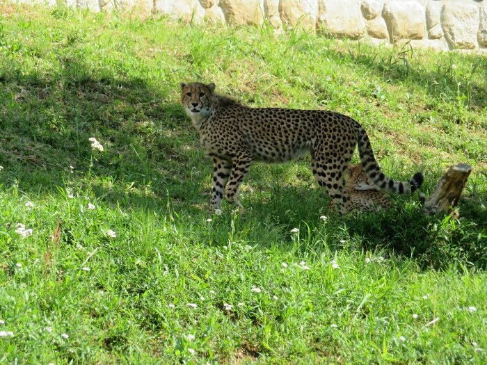 f:id:jerich:20190201001312j:plain