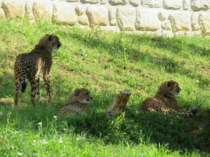 f:id:jerich:20190201001315j:plain