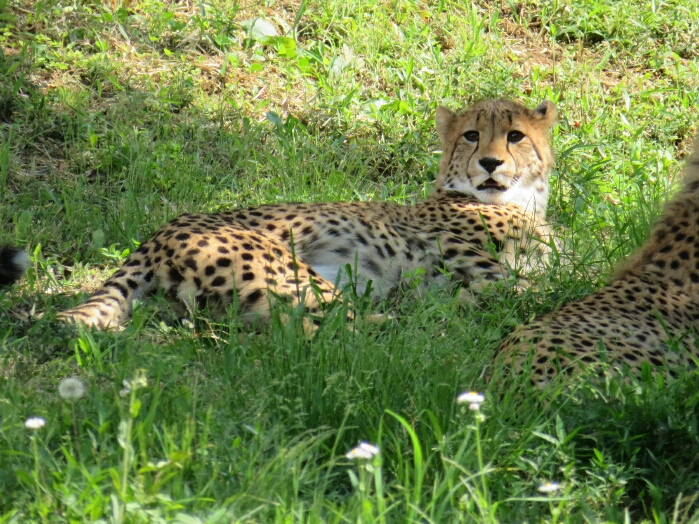 f:id:jerich:20190201001319j:plain