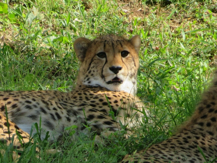 f:id:jerich:20190201001322j:plain