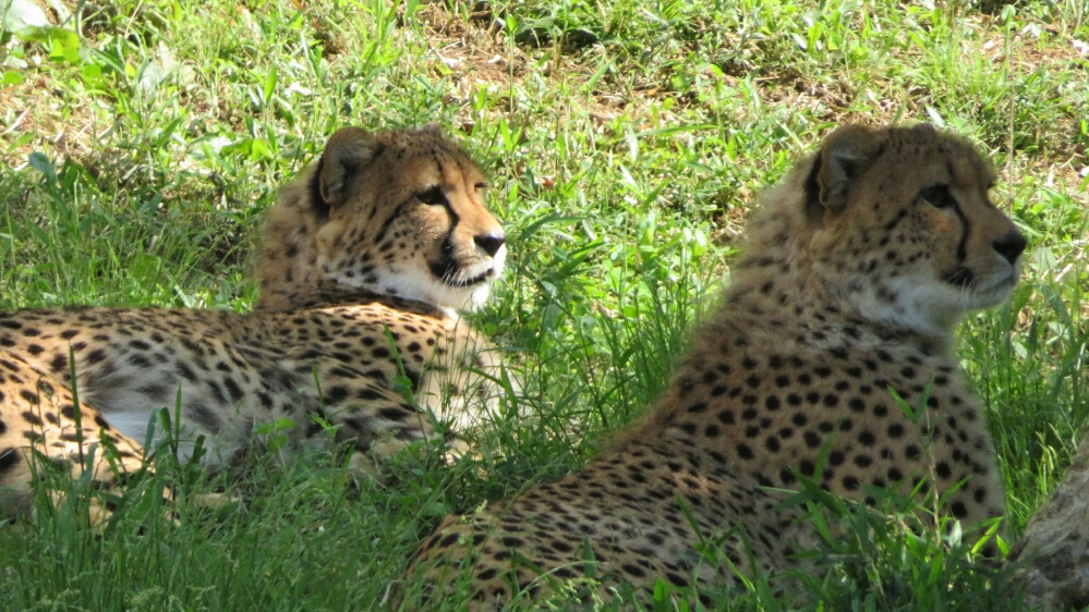 f:id:jerich:20190201001325j:plain