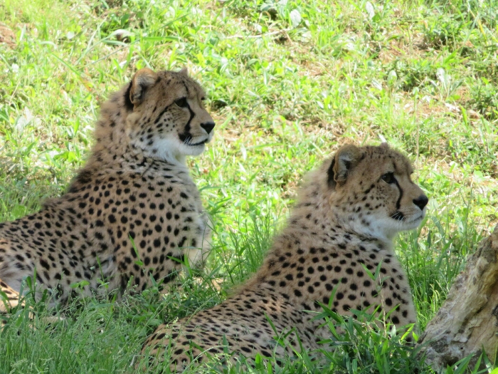 f:id:jerich:20190201001650j:plain