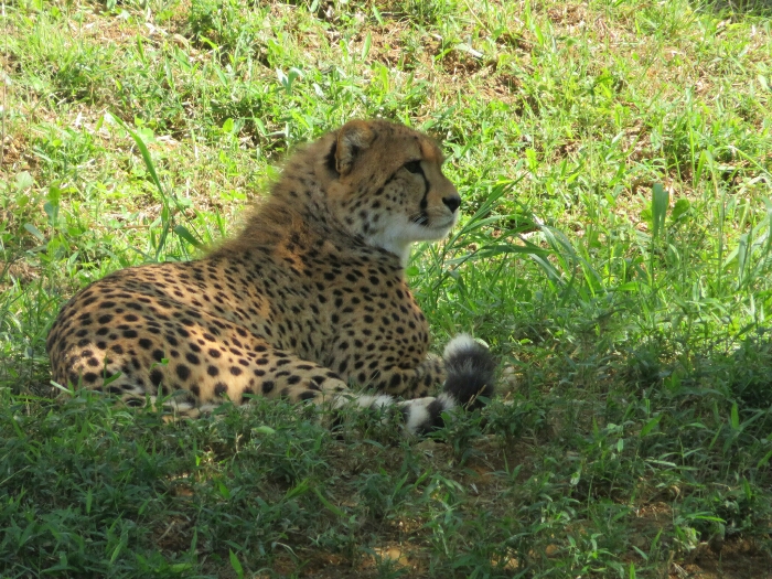 f:id:jerich:20190201001654j:plain