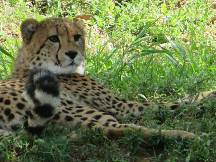 f:id:jerich:20190201001657j:plain