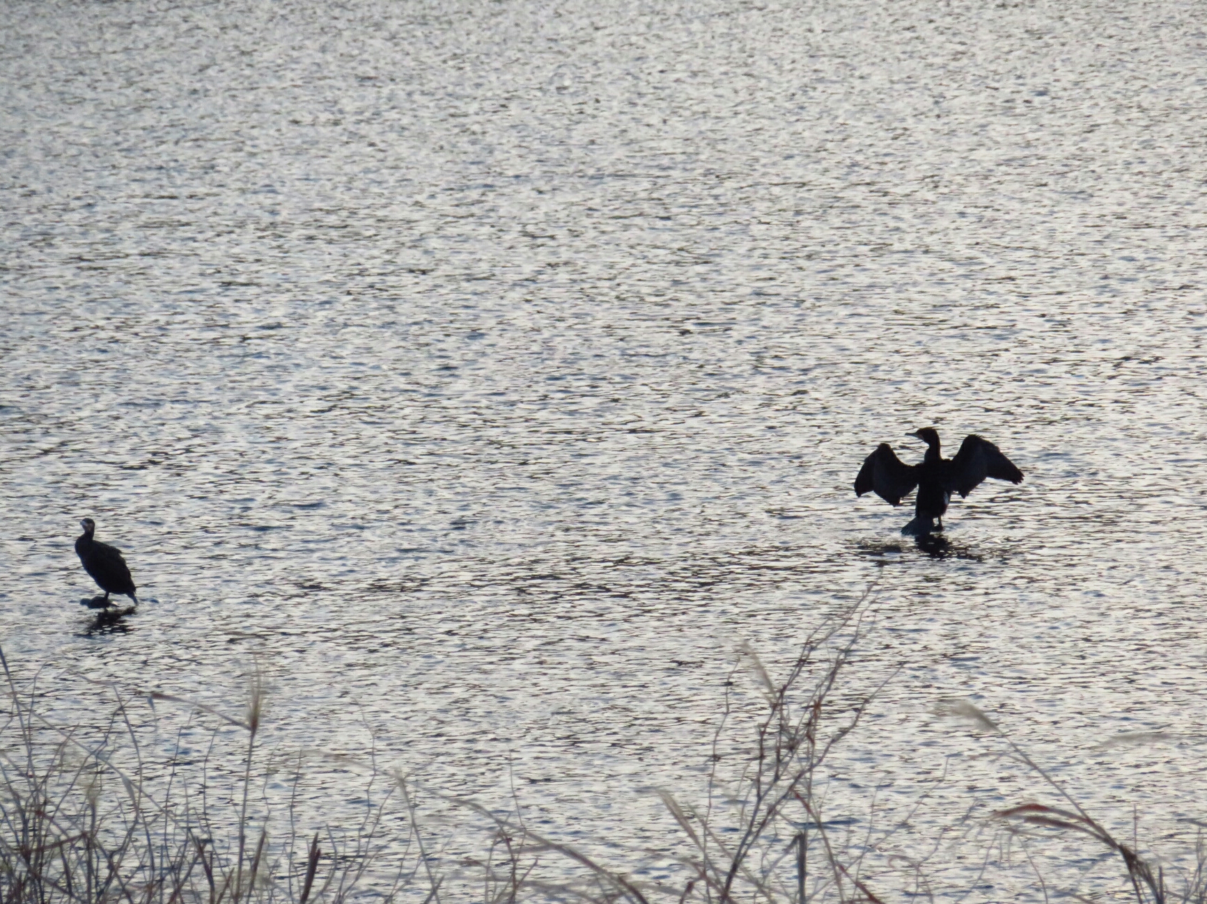 f:id:jerich:20190209011419j:image