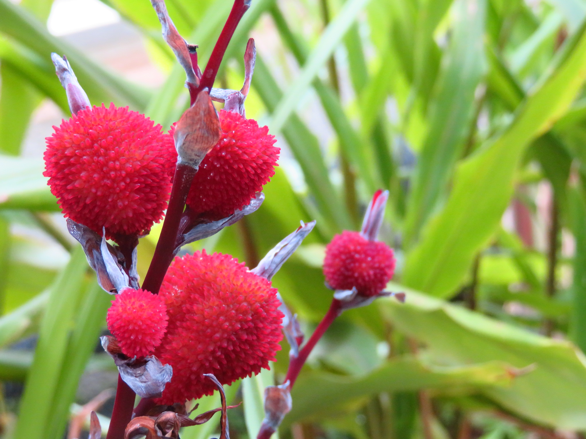 f:id:jerich:20190211233046j:image