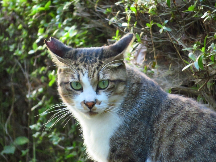f:id:jerich:20190216015446j:plain