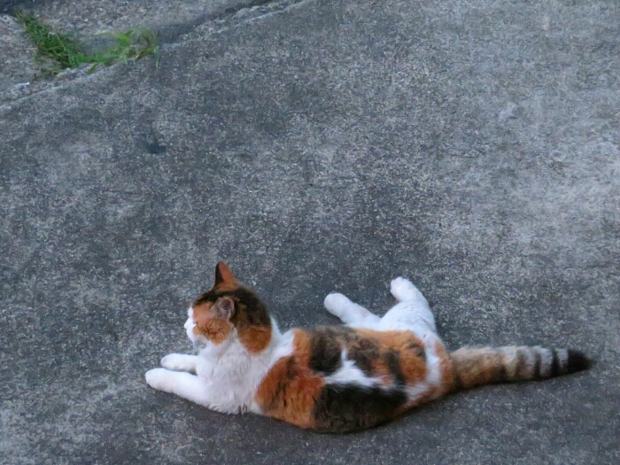 f:id:jerich:20190221015833j:plain