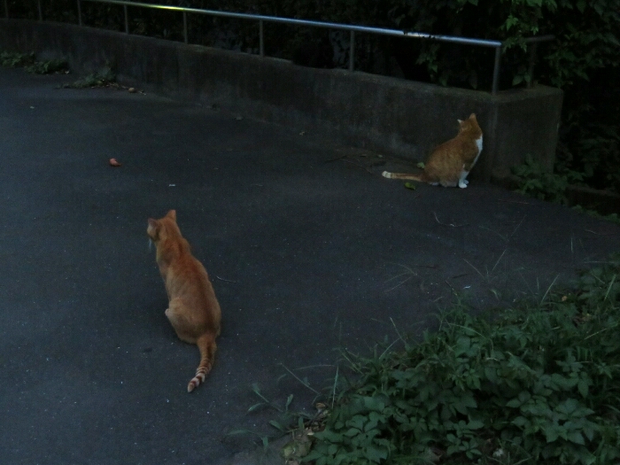 f:id:jerich:20190222125749j:plain