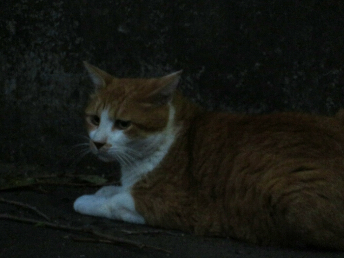 f:id:jerich:20190222125752j:plain