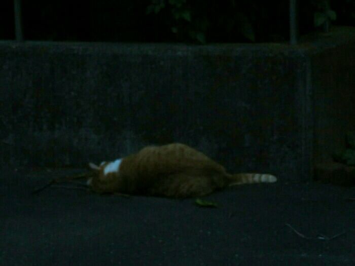 f:id:jerich:20190222125754j:plain