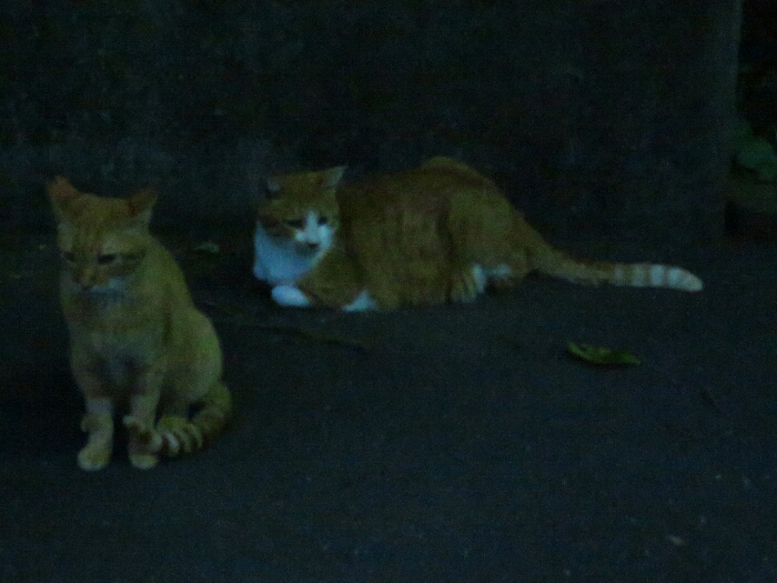 f:id:jerich:20190222125758j:plain