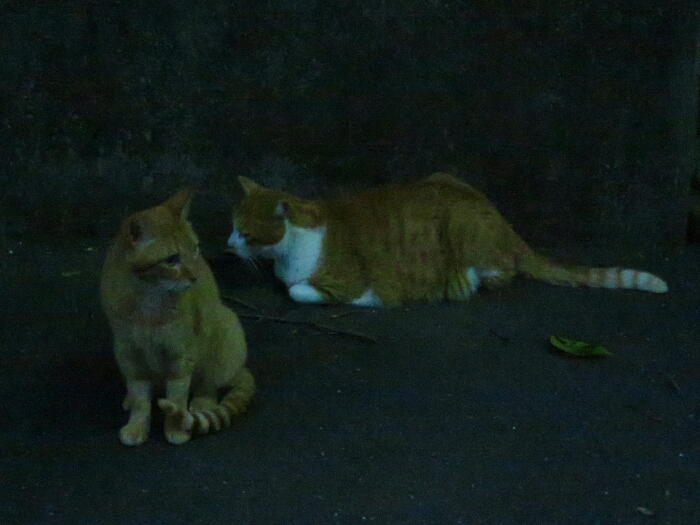 f:id:jerich:20190222125902j:plain