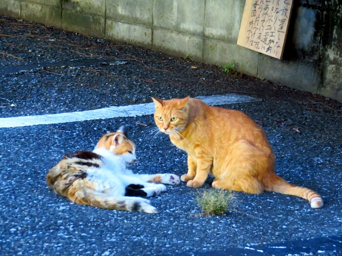 f:id:jerich:20190222194317j:plain