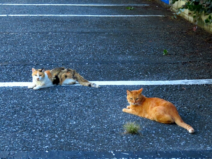 f:id:jerich:20190222194322j:plain