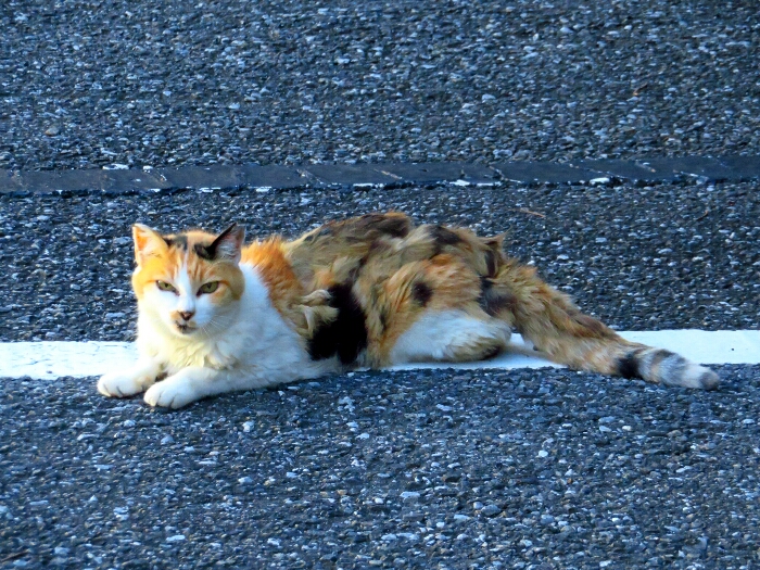 f:id:jerich:20190222194326j:plain