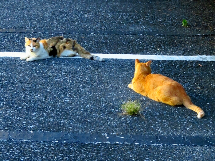 f:id:jerich:20190222194330j:plain