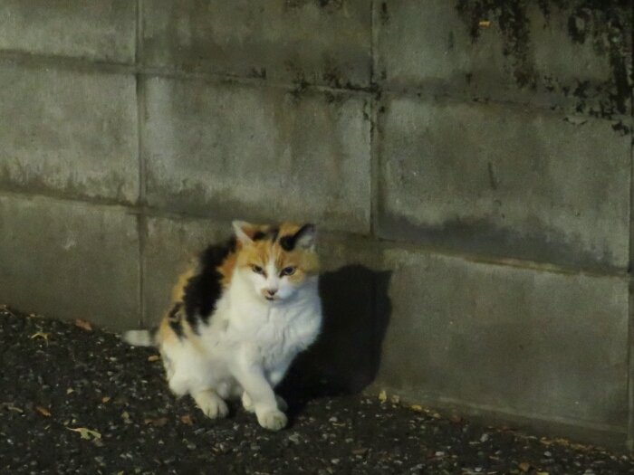 f:id:jerich:20190222204543j:plain