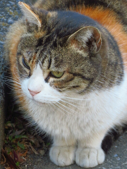 f:id:jerich:20190222233931j:plain
