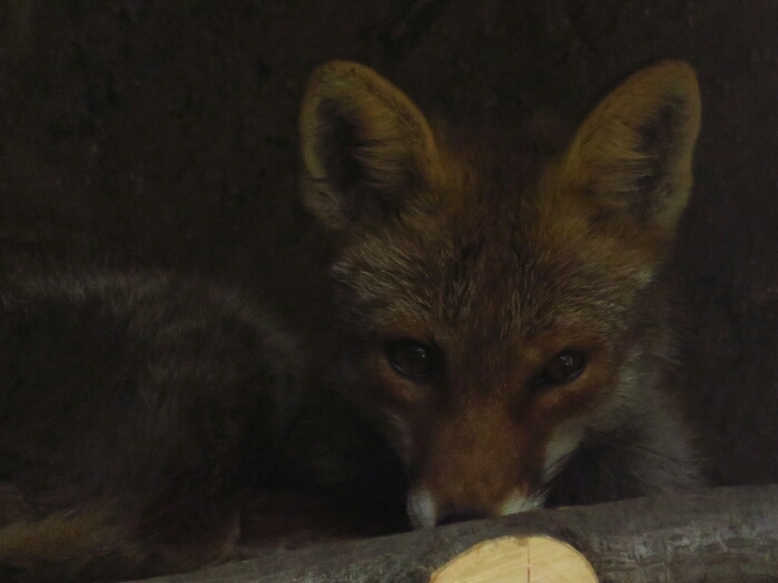 f:id:jerich:20190228224709j:plain