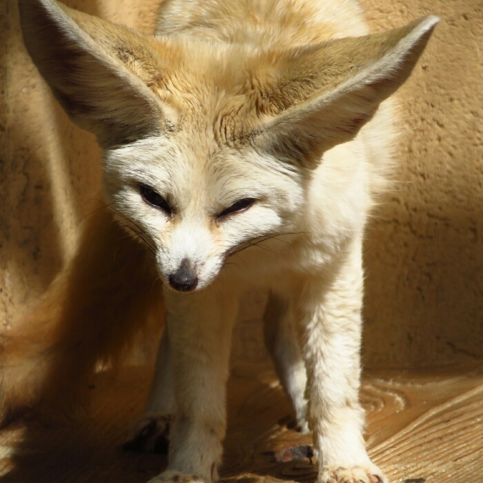 f:id:jerich:20190228224831j:plain