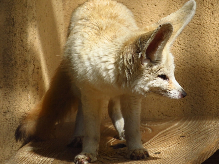 f:id:jerich:20190228224834j:plain