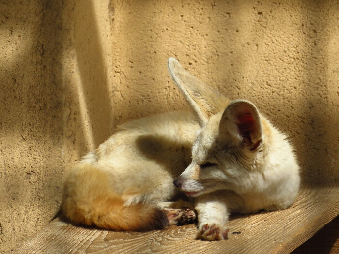 f:id:jerich:20190228224837j:plain