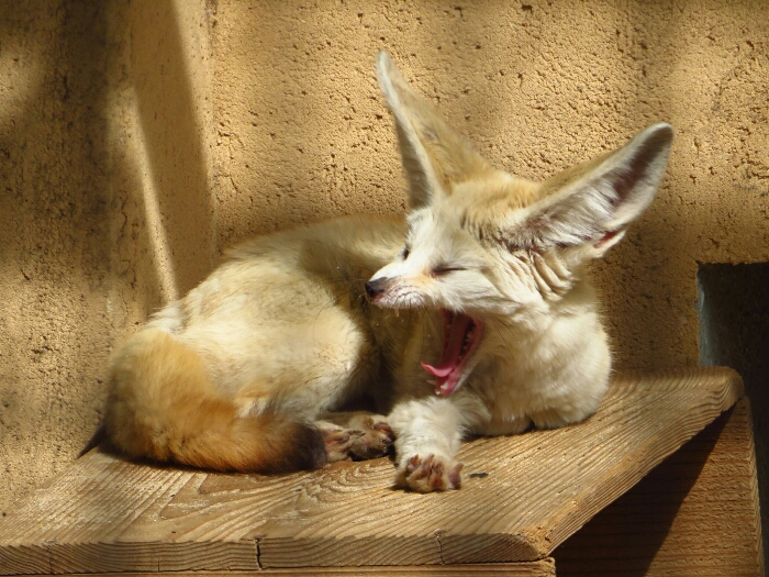 f:id:jerich:20190228224841j:plain