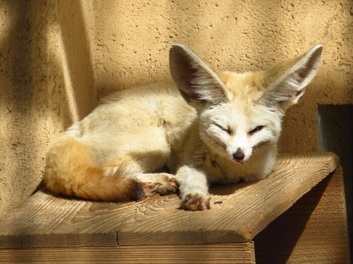 f:id:jerich:20190228224844j:plain