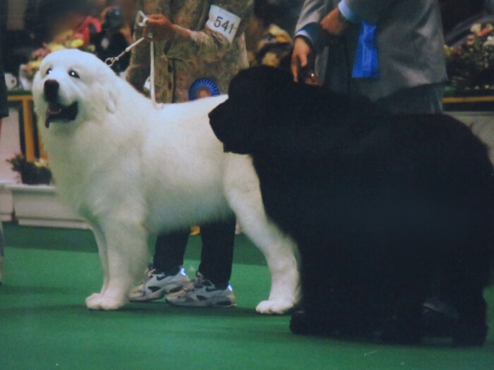 f:id:jerich:20190302032610j:plain