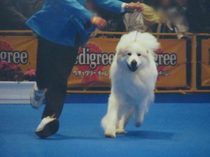 f:id:jerich:20190302032616j:plain