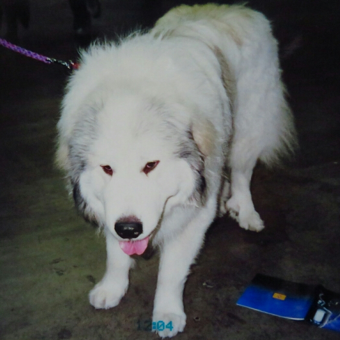 f:id:jerich:20190302032641j:plain