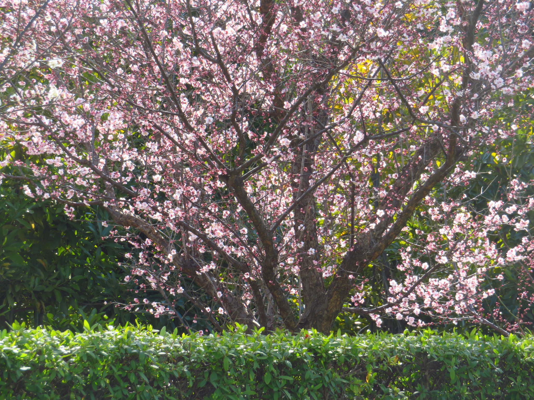 2019年3月撮影 立川