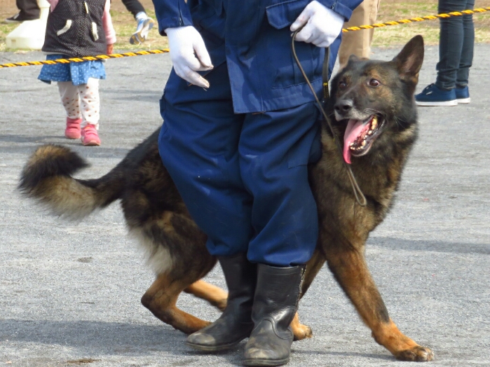 f:id:jerich:20190311073446j:plain