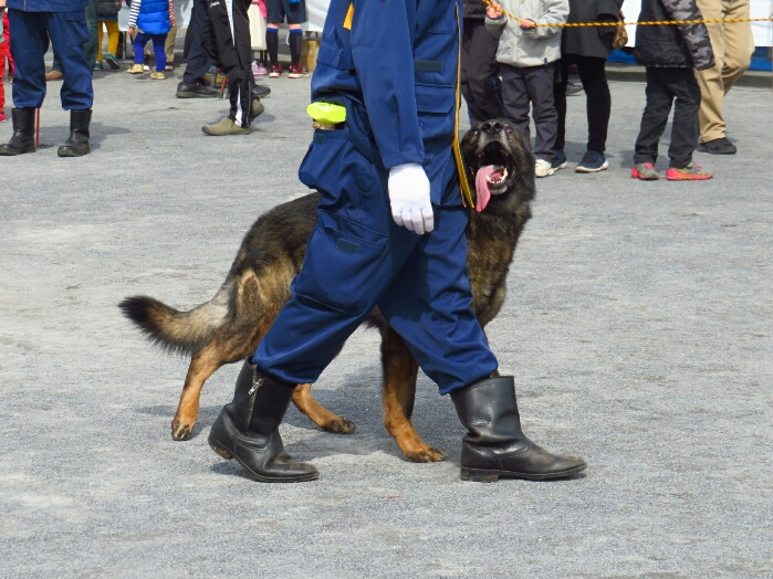 f:id:jerich:20190311073452j:plain