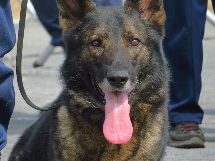 f:id:jerich:20190311073455j:plain