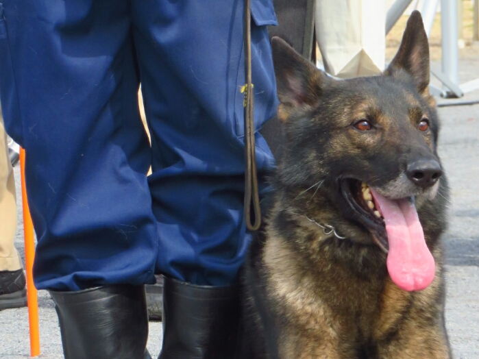 f:id:jerich:20190311075252j:plain