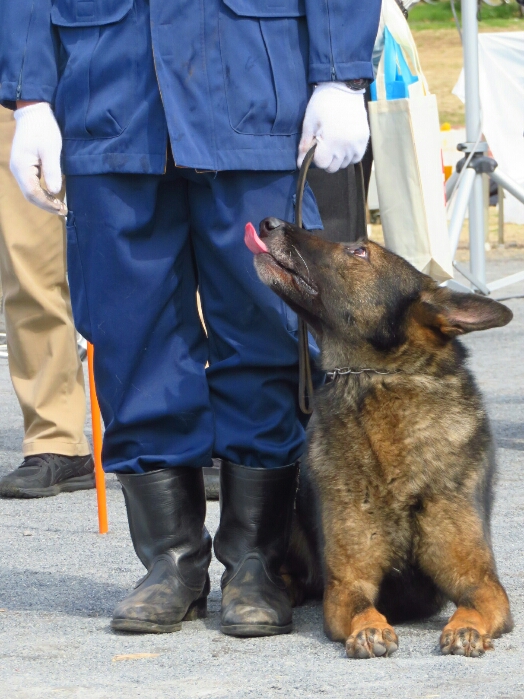 f:id:jerich:20190311075255j:plain