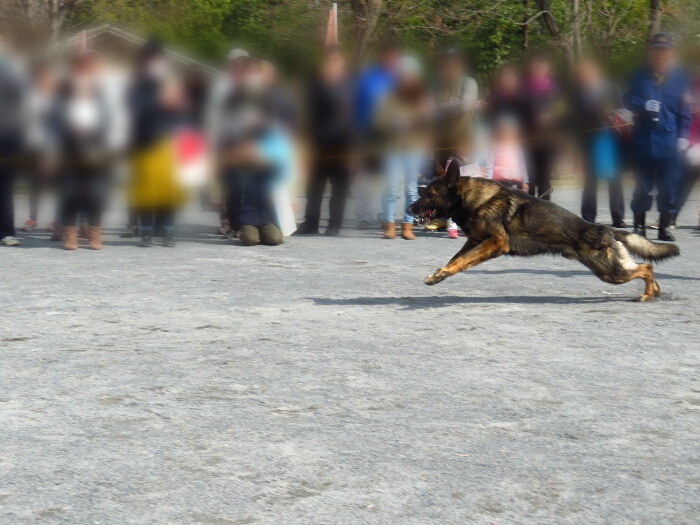 f:id:jerich:20190311075257j:plain