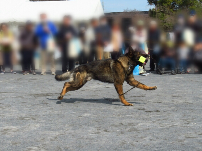 f:id:jerich:20190311075300j:plain