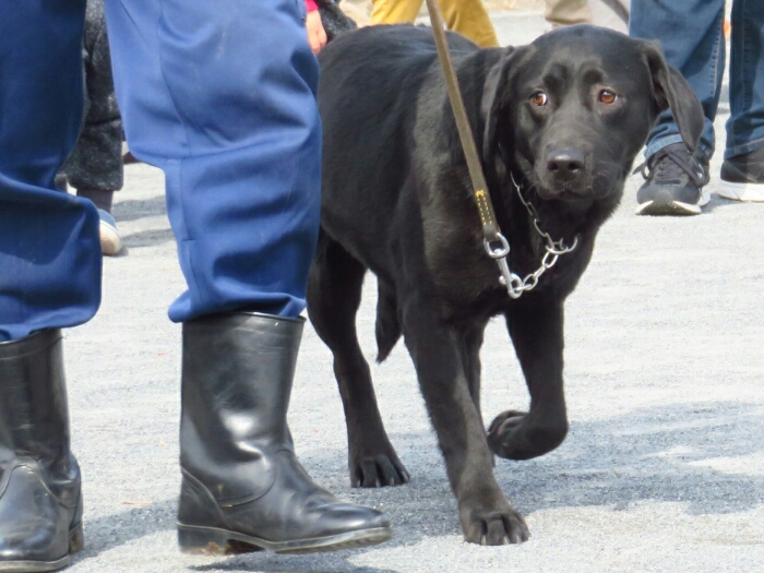 f:id:jerich:20190311082218j:plain