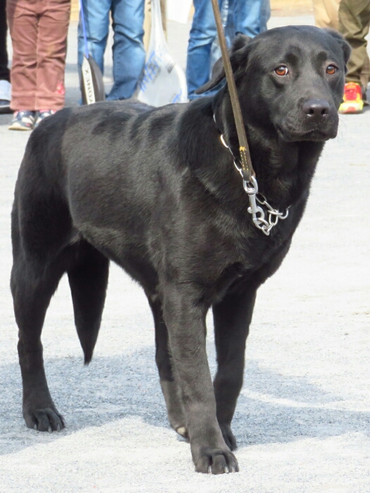 f:id:jerich:20190311082221j:plain